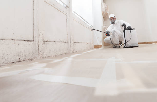 Black mold remediation team in Chester Springs